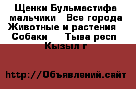 Щенки Бульмастифа мальчики - Все города Животные и растения » Собаки   . Тыва респ.,Кызыл г.